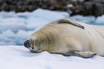 Close-up of a crabeater seal -Lobodon carcinophaga- resting on a small iceberg near the fish islands on the Antarctic peninsula