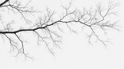 Fototapeta premium A Bare Branch Reaching Towards a Blank Canvas