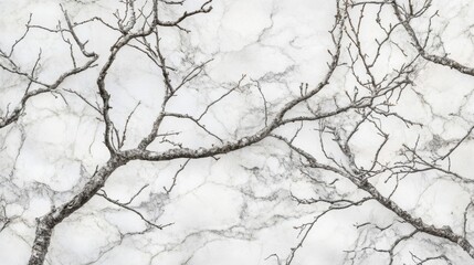 Fototapeta premium Bare Branches Silhouetted Against a White Marble Background