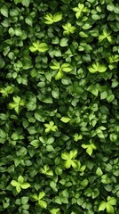 An intricate arrangement of dark green ivy leaves creates a vibrant and lush display in a natural outdoor setting, showcasing rich textures