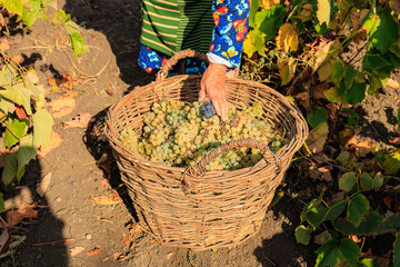 Harvesting white grapes for wine production. Background with selective focus and copy space