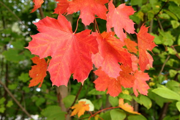 Red autumn maple leaves. Closeup. 