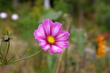 Fototapeta premium Pretty pink colorful flower. Close up and isolated. Stockholm, Sweden. September 2024.