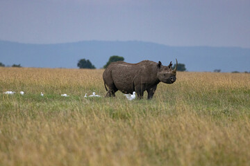 Fototapeta premium African Black Rhino surrounded by Cattle Egrets