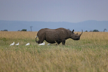 Ol Pajeta Conservancy, Laikipia, Kenya