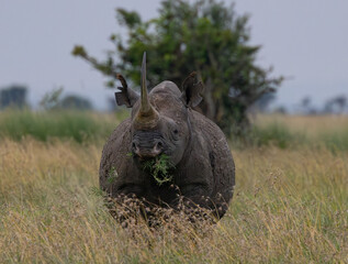 Closeup of Black Rhino Eating Headshot