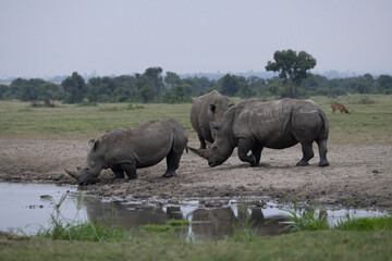 Obraz premium Trio of Souhern White Rhinos - Highly Endangered