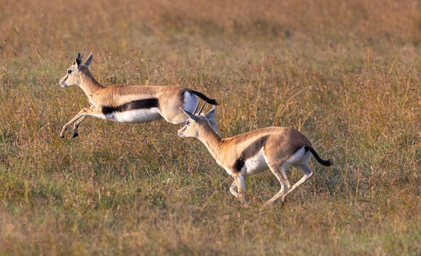 Impalas playful and running and portrait at Sunrise