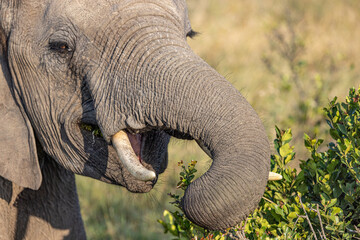 Headshot closeup of African Elephant Eating