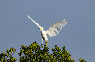 Egret in flight on top of a african tree