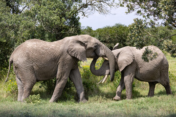 Fototapeta premium Two African elephants playful joistling together