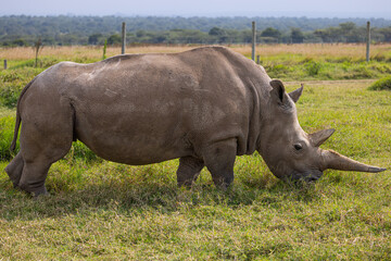 Fototapeta premium Critically Endangered Northern White Rhino -only 2 left in the world
