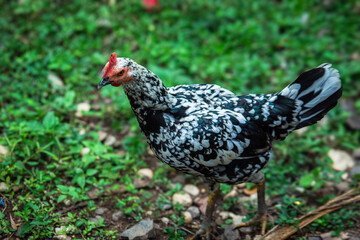 free range chickens