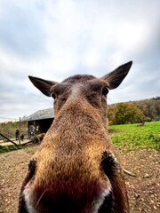 Fototapeta premium portrait of a donkey
