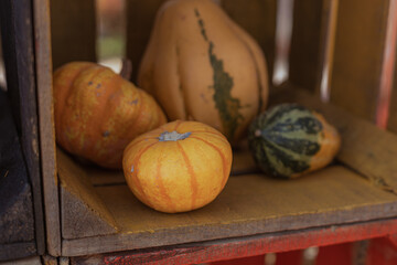 Rustic fall still life with pumpkins, hay bales set in a serene field. Great for harvest projects and Thanksgiving decor.