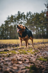 Dog © Martin