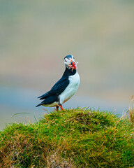 Puffin bird