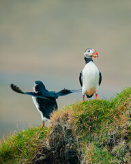 Puffin bird