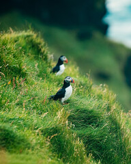 Puffin bird