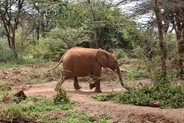 Naklejka premium elephant in the wild