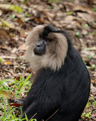 Lion tailed macaque monkey sitting on a roadside