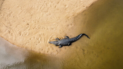 Salt water crocodile 