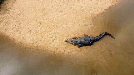 Salt water crocodile