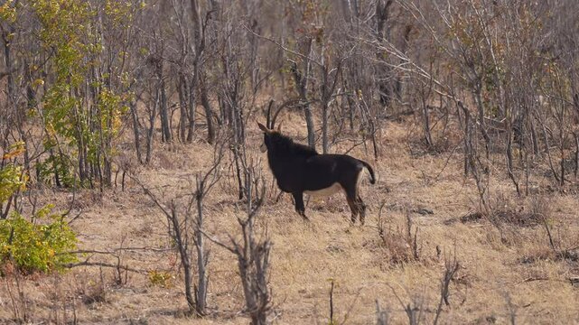 Large mature bull Sable antelope (Hippotragus niger) with impressive horns arching backwards. Inhabits wooded savanna in East and Southern Africa, from the south of Kenya to South Africa, Slow motion