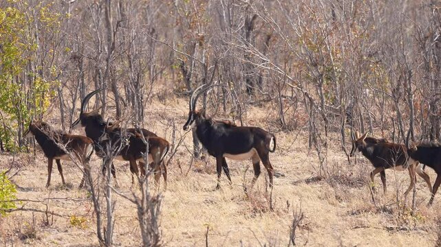 Sable antelope (Hippotragus niger)  herd of male and females. A large antelope which inhabits wooded savanna in East and Southern Africa, from the south of Kenya to South Africa, Slow motion