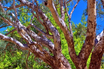  Branches of eucalyptus tree in Weston Park Canberra ACT Australia