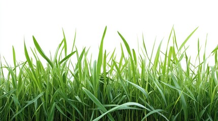 Obraz premium Green Grass