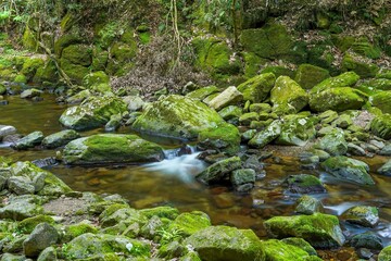 赤目四十八滝で見た苔むした岩に囲まれた渓流の情景