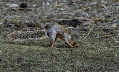 Obraz premium Squirrel digging in the grass to hide a nut