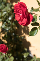 Close-up of a Vibrant Pink Rose Bloom with a Soft Background