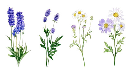 Fototapeta premium Beautiful Watercolor Flower Collection Featuring Various Blooms Generative AI