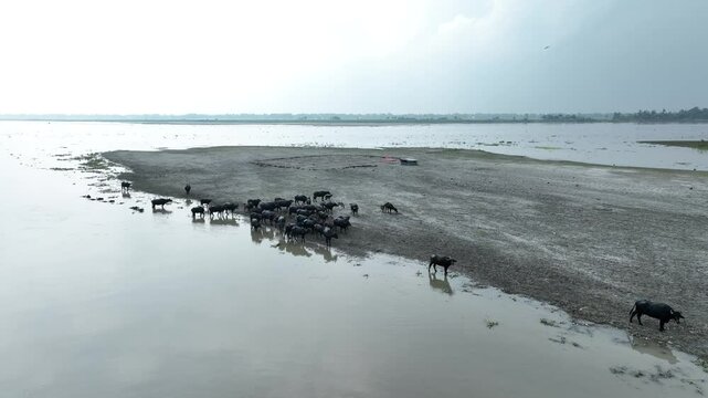 buffalo in the rive r beach