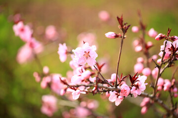 Peach trees blossom in spring