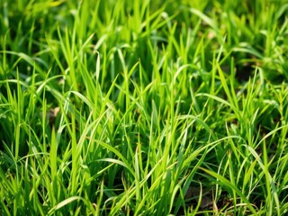 Fototapeta premium Vibrant and lush spring green grass in a meadow, environment, outdoors