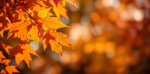 Fototapeta premium Vibrant Autumn Leaves: Close-Up of Golden and Red Maple Leaves