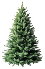 Fototapeta premium PNG Christmas tree celebration decoration evergreen.