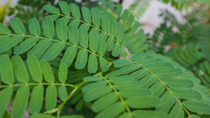 Close-up of vibrant green tropical leaves with symmetrical, elongated leaflets creating a lush and natural pattern. Perfect for botanical backgrounds and nature themes.