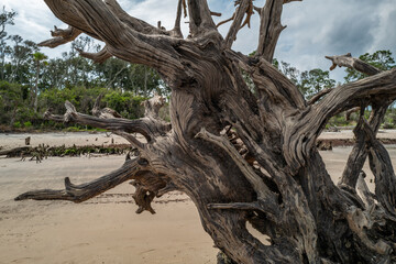 Twisted Tree Trunk on an empty sandy beach on Amelia Island in Florida