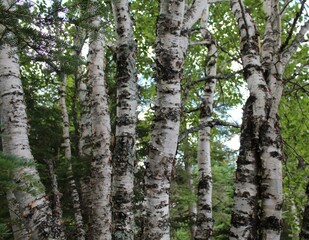 Fototapeta premium birch trees
