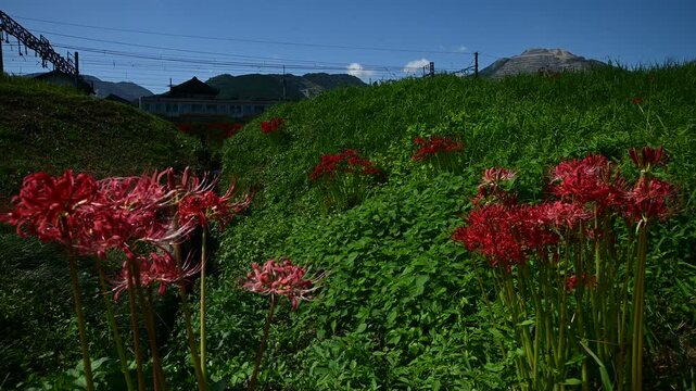 彼岸花の咲く東藤原駅に到着するED45形電気機関車牽引の貨物列車 （三岐鉄道 三岐線 東藤原駅, 2024年10月）