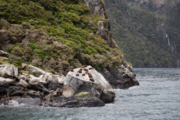 Fur seals, resting on the rocky cliffs around Milford Sound.