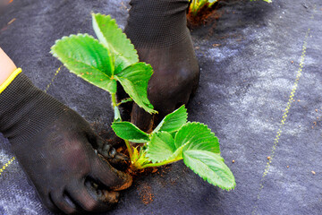 Gardening, female hand plants strawberry seedlings in bed of soil