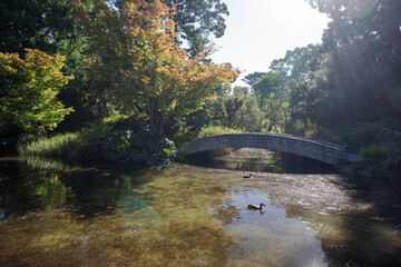 A stone arched bridge above a pond with ducks at the botanical gardens in Christchurch.