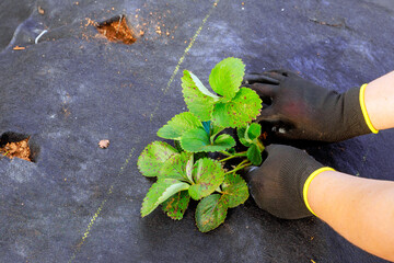 Planting strawberries in prepared bed of soil by hand, female gardener