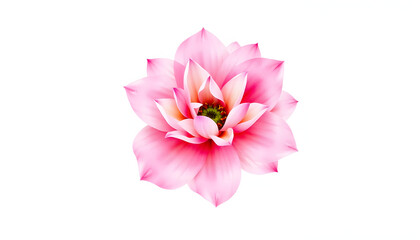Obraz premium Spiritual Health Pink Colorful Floral On Top isolated with white highlights, png