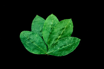 hojas de coca agrupadas en quinto o cinco